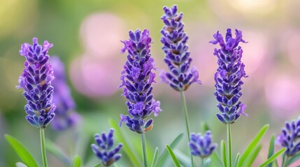 Obraz premium Beautiful purple lavender flowers with green stems and background bokeh