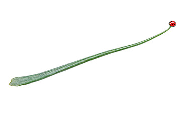 Fototapeta premium Close-up of a Single Blade of Grass with a Red Seed Head