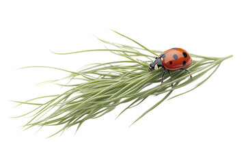 Obraz premium Ladybug on a Blade of Grass: A Close-Up of Nature's Beauty