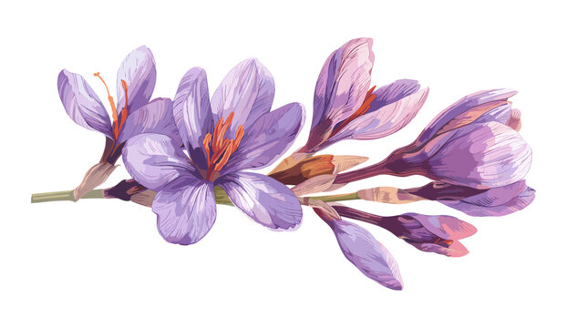 Old botanical illustration, saffron vector, isolated crocus flower, vintage floral drawing, medicinal plant sketch, hand-drawn spice engraving, antique saffron artwork