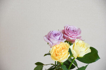 紫と黄色のばら