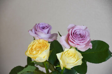 紫と黄色のばら