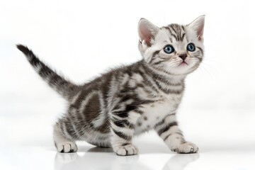Obraz premium american shorthair kitten isolated on white background