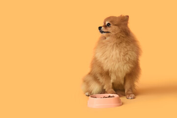 Cute Pomeranian dog near bowl with food on yellow background
