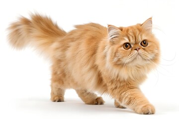 curious orange persian cat isolated on white background