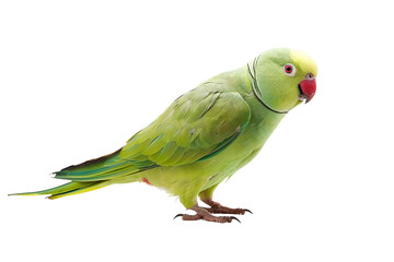 Playful Indian Ringneck Parakeet (Psittacula krameri) in Full Color Isolated on Transparent Background