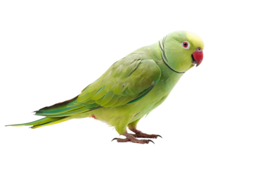 Playful Indian Ringneck Parakeet (Psittacula krameri) in Full Color Isolated on Transparent Background