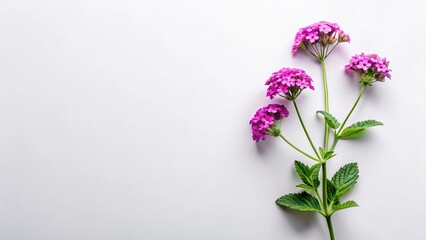 Obraz premium Aerial View of Vibrant Verbena Bonariensis Flowers on Solid Background - Copy Space