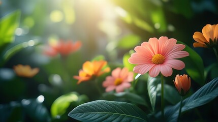 Fototapeta premium Soft focus of blooming pink flowers in a garden at sunrise. Use Background, wallpaper, nature poster