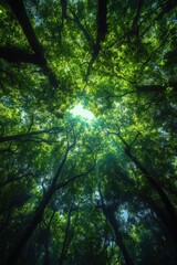 Fototapeta premium Forest Canopy View. Green Trees Reach Up. Sunlight Filters Through Leaves. Woodland Nature Scene. Tall Trees in Wood. Looking up at the Tree Tops.