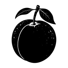 vector illustration of Apricot