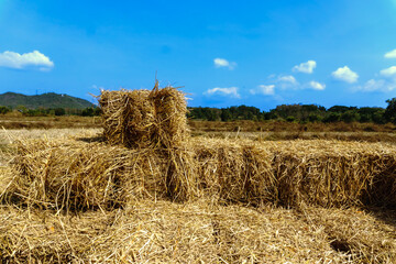 hay bales in the field .