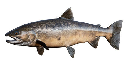 trout on white background