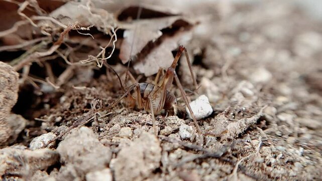 한국 곱등이 곤충