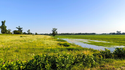flooded banks of Danube river in Glozan village, Vojvodina province