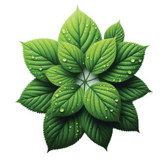 Waterdrop leaves vector