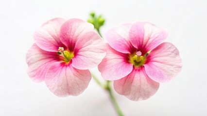 Fototapeta premium Delicate Diascia Twins Macro: Soft Feminine Floral Flat Lay with Copy Space