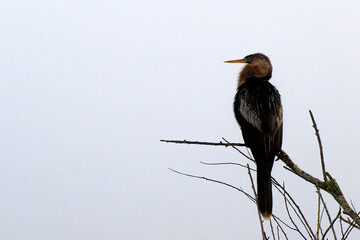 Anhinga (Anhinga anhinga) perched in tree early morning, Lake Apopka, Florida, USA.