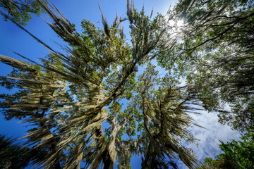 Spanish moss hanging down from tree with blue sky, Emeralda marsh, Florida, United States.