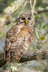 Barred owl (Strix varia) sitting on branch, looking at camera, Florida, United States