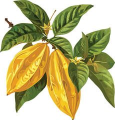 Carambola fruit vector, old botanical illustration, starfruit isolated on transparent background, tropical fruit drawing, vintage botanical art, exotic fruit engraving