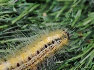 Macroshoot of Hyphantria cunea caterpillar crawling  on the green grass.