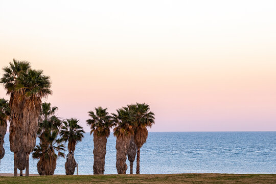 Palm trees lined along the Mediterranean coast, Barcelona, Spain.