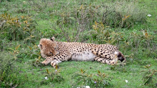 Cheetah ghepard wildlife animal large cat grooming fur up-close nature video
