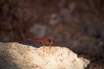 red dragonfly 