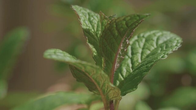 Menta