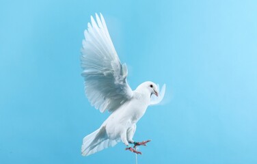 Beautiful white dove flying on light blue background