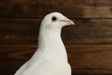 One beautiful white dove on wooden background