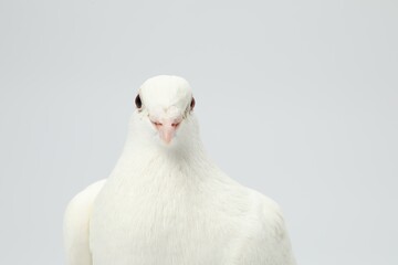 One dove on white background. Beautiful bird
