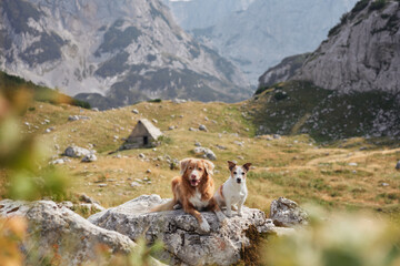 A Nova Scotia Duck Tolling Retriever and a Jack Russell Terrier lie on a rocky outcrop in a...