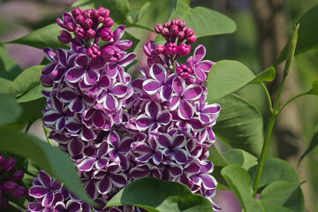 Flowering purple lilac bush close-up. Flowering lilac bush