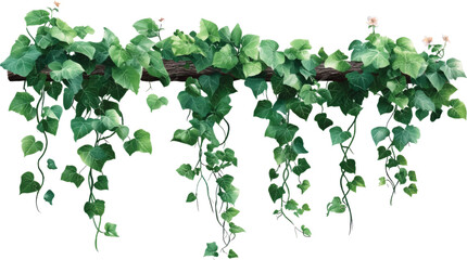 green vine leaves ,Creeper tree foliage borde