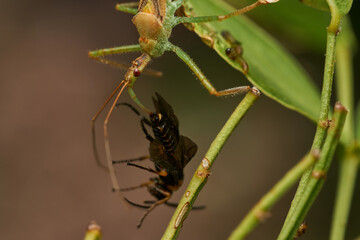 Macro shot of insect predator action