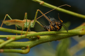 Insect predator devouring prey in greenery