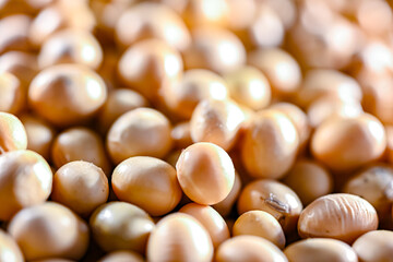 Close-up of soya beans