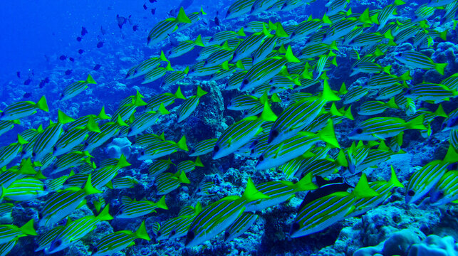 Blue-striped Snapper, Lutjanus kasmira, North Ari Atoll, Maldives, Indian Ocean, Asia
