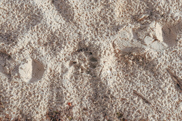 beach sand with prints and paw prints
