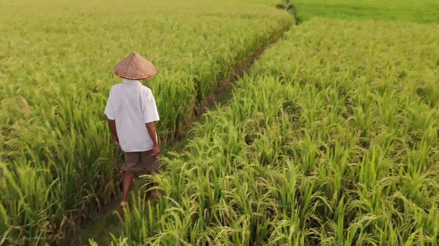 Unrecognizable man in caping walking along path in rice fields