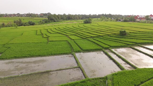 Green rice plantations growing on agricultural field in countryside