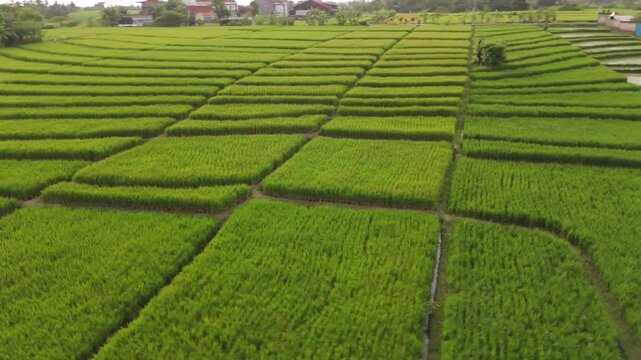 Rows of green rice plantation fields with water in countryside