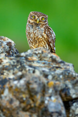 Little Owl, Athene noctua, Mediterranean Forest, Castilla y Leon, Spain, Europe