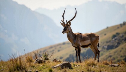 Fototapeta premium Antelope standing on grassy hill against mountainous backdrop