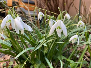 Flowering snowdrops (Galanthus) in the spring garden