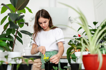 Gardener teen girl pulls out a houseplant from an old pot for transplanting