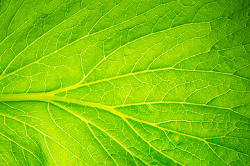 Green lettuce leaves macro,Fresh Green Leaf of Lettuce  , Super Macro,macro background texture of green lettuce leaf