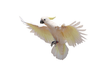 Beautiful Triton Cockatoo parrot flying isolated on transparent background png file	